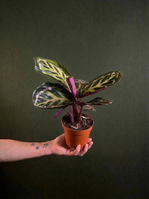 Calathea Illustris