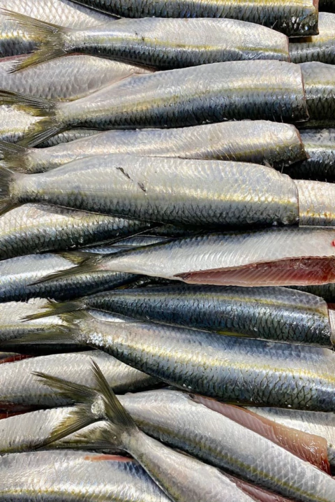 Sardinha limpa