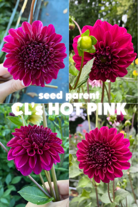 DAHLIA 'CL´s Hot Pink' - SEMILLAS x10
