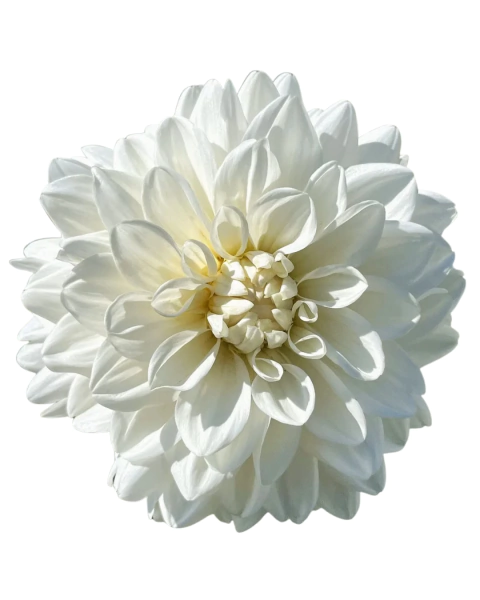 Dahlia 'Eternal Snow' - comprar online