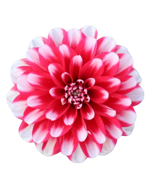 Dahlia 'Jamaica'