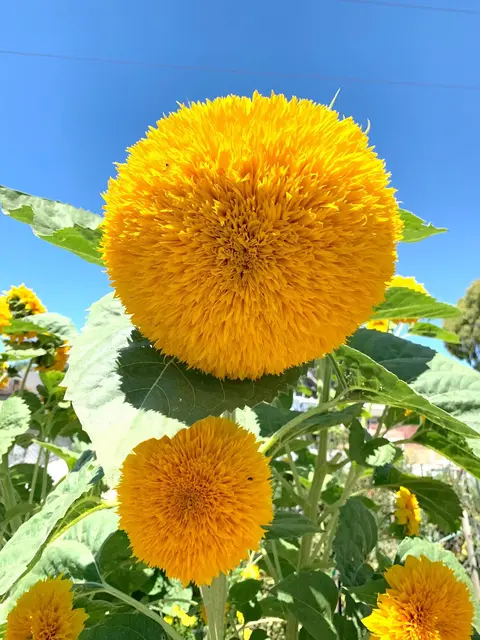 GIRASOL 'Teddy Bear'
