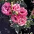 Semillas De Lisianthus Carmen Colores