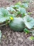 Semillas De Melón Tendral Verde - comprar en línea