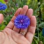 Semillas De Flores Centaurea en internet