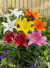 Bulbo de Lilium GrandesMix - comprar en línea