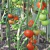 Mayorista Tutor Metálico Para Plantas 60cm 100 Unidades - HuertaNoob