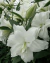 Bulbo de Lilium Oriental Doble Grande Blanco - comprar en línea