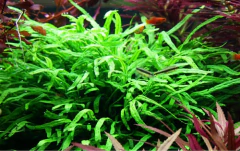 Microsorum Pteropus Trident - Aquaplante Plantas In Vitro na internet
