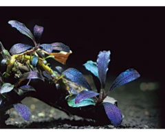 Bucephalandra Brownie Ghost - Aquaplante Plantas In Vitro - comprar online