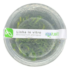 Microsorum Pteropus Trident - Aquaplante Plantas In Vitro