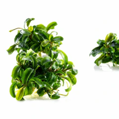 Imagem do Bucephalandra Needle Leaf - Aquaplante Plantas In Vitro