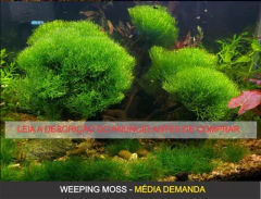 Weeping Moss - Aquaplante Plantas In Vitro - comprar online