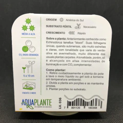 Helanthium Tenellum 'blood' (Equinodorus Tenellus 'blood') - Aquaplante Plantas In Vitro na internet