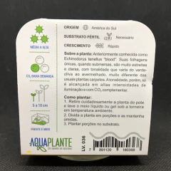 Helanthium Tenellum 'blood' (Equinodorus Tenellus 'blood') - Aquaplante Plantas In Vitro na internet