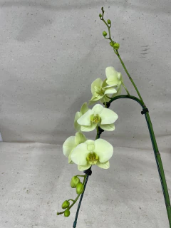 Phalaenopsis Cascata Amarela Verde - comprar online
