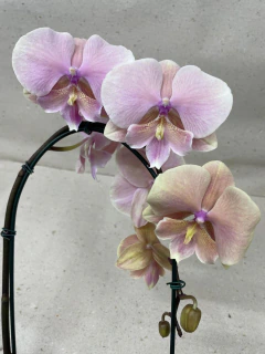 Phalaenopsis Big Lip Autumn Wind - JD Orquídeas