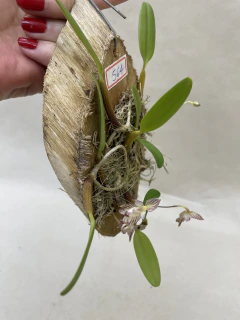 Bulbophyllum Ambrosia - JD Orquídeas
