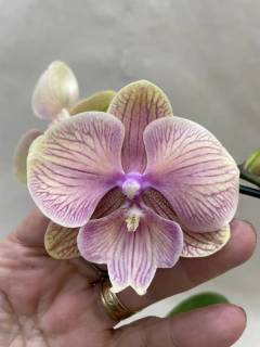 Phalaenopsis Cascatinha