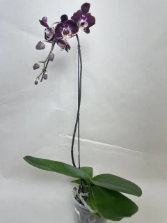 Phalaenopsis Cascata Alta Escura - JD Orquídeas