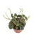 Peperomia Caperata M en internet