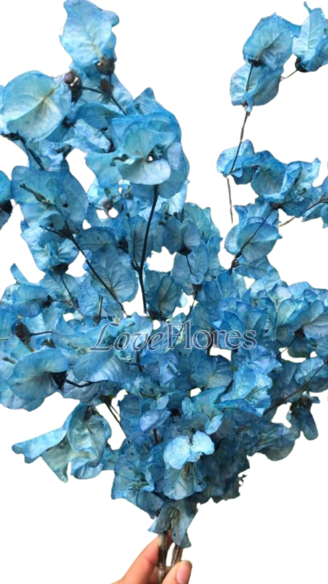 Bougainville Primavera Natural Desidratada