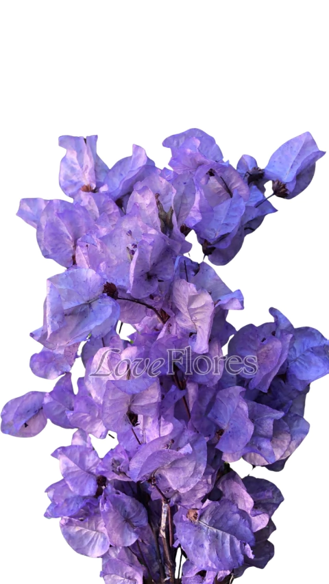 Bougainville Primavera Natural Desidratada na internet