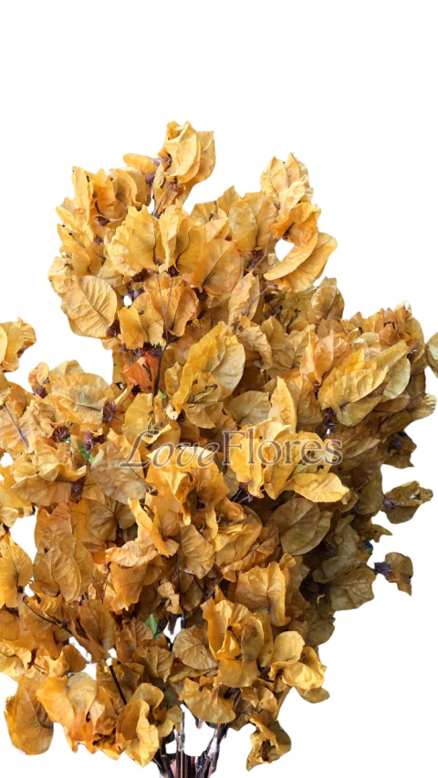 Bougainville Primavera Natural Desidratada - comprar online
