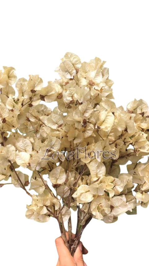 Bougainville Primavera Natural Desidratada
