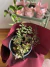 Mix Hypoestes · Gratitud - comprar en línea