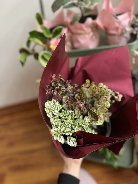 Mix Hypoestes · Gratitud