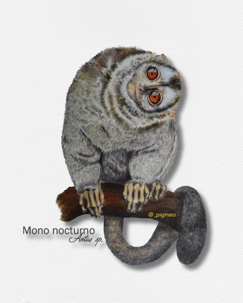 Aotus sp.