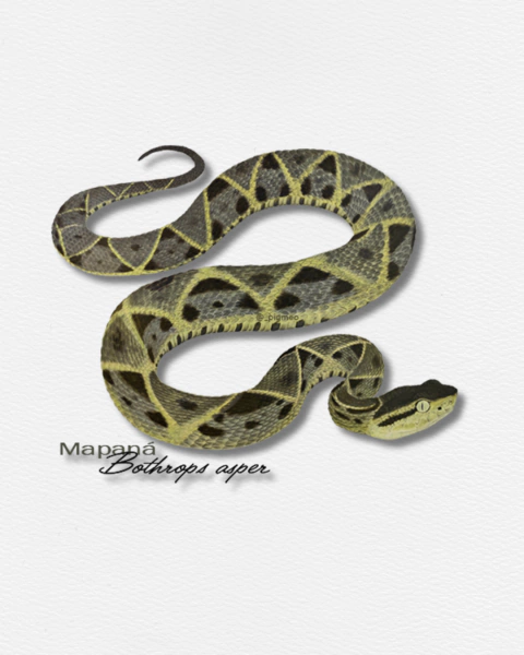 Bothrops asper