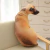 Almofada 3d simulação cachorro caramelo