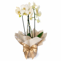 Orquídea Phalaenopsis Branca Premium