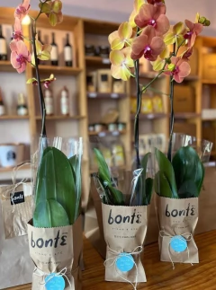 Arranjo de Orquídea na internet