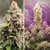 Auto Euforia x3 – Dutch Passion. - Trico Seeds