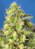 Jack 47 XL Auto® X4 - Sweet Seeds - comprar online