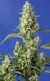 Gorilla Girl XL Auto® X4 - Sweet Seeds
