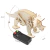 J-25 – Kit Dinosaurio Triceratops Mecánico STEM para Aprender Movimiento y Ensamblaje - comprar online