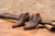 Imagen de Zapato Formal Dior