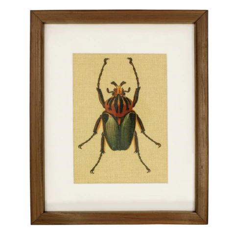 Cuadro Decorativo Insecto Bicho Marco Madera , 4 Modelos Disponibles