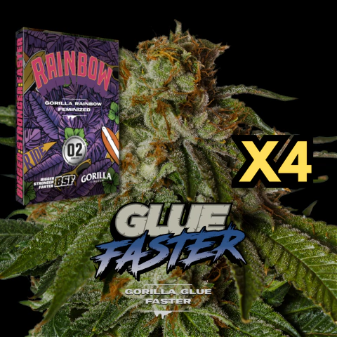 BSF - Gorilla Glue - Fotoperiodica FASTER x4 - comprar online
