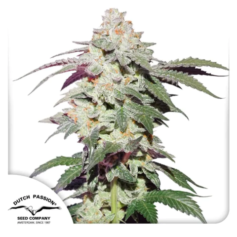 DUTCH PASSION - Skywalker Haze - Fotoperiódica