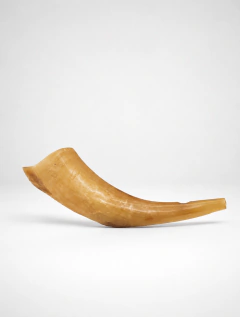 Shofar cabra 21a 29cm