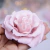 Molde texturizadores rosa - comprar en línea