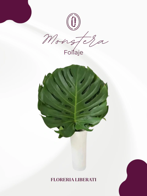 Monstera