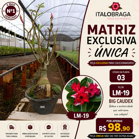 Matriz 5 Anos Rosa do Deserto M-03 Única exclusiva a Venda