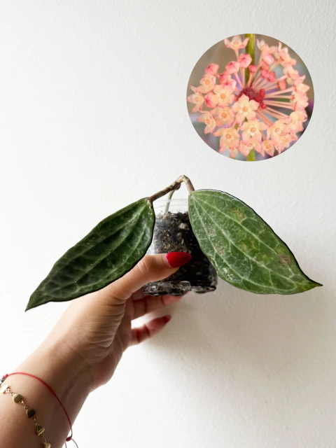 Hoya Macrophylla Green