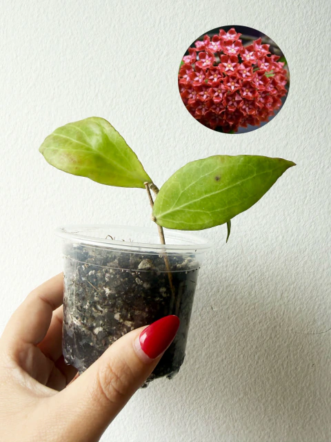 Hoya Ilagiorum red